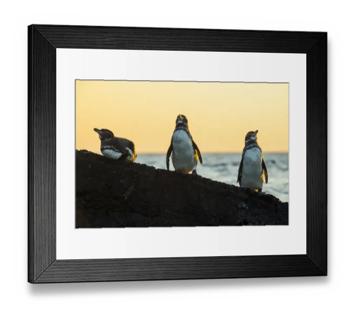 Framed Print : Galapagos penguin (Spheniscus mendiculus) roosting on rocks in late afternoon Framed Print : Galapagos penguin (Spheniscus mendiculus) roosting on rocks in late afternoon
