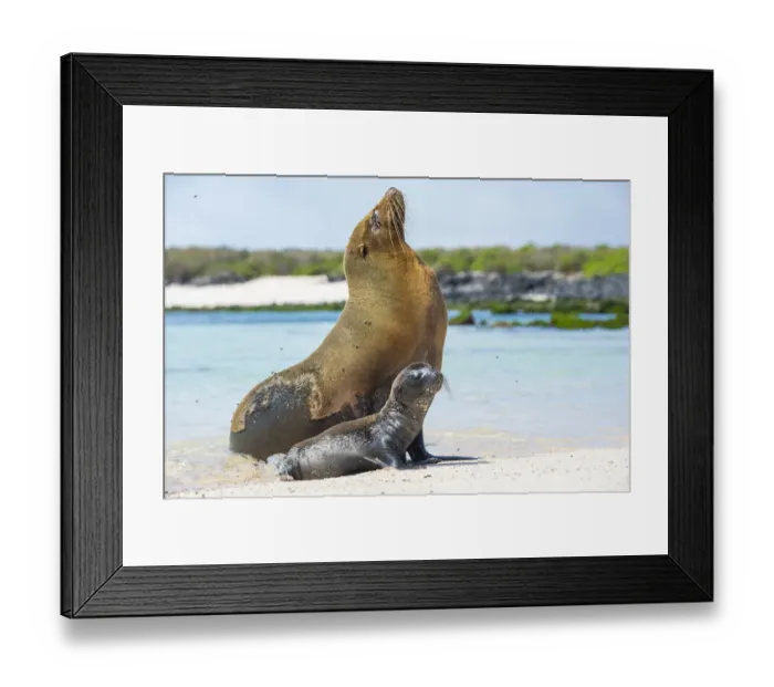 Framed Print : Galapagos sea lion (Zalophus wollebaeki) mother with newborn pup sitting on beach Framed Print : Galapagos sea lion (Zalophus wollebaeki) mother with newborn pup sitting on beach