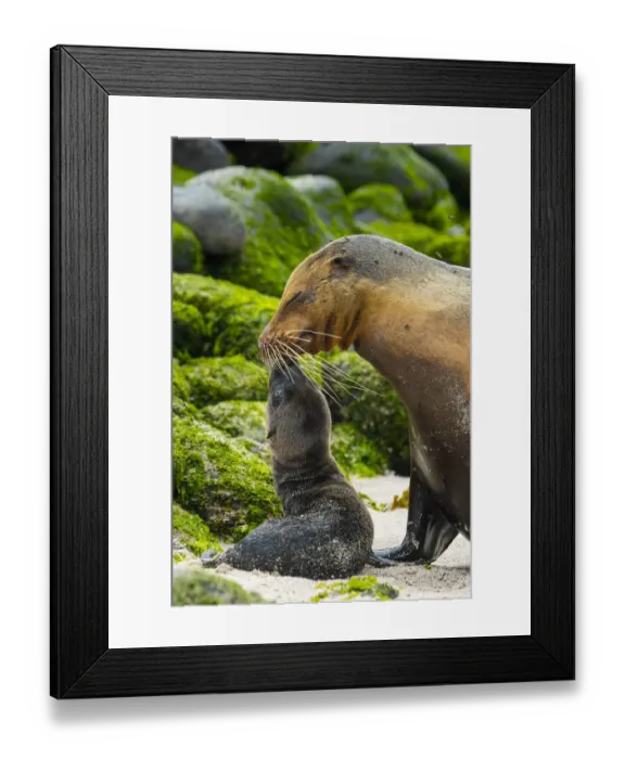 Framed Print : Galapagos sea lion (Zalophus wollebaeki), mother with newborn pup, Espanola Island Framed Print : Galapagos sea lion (Zalophus wollebaeki), mother with newborn pup, Espanola Island
