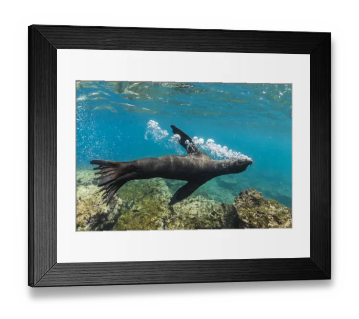Framed Print : Galapagos sea lion (Zalophus wollebaeki) releasing air bubbles underwater Framed Print : Galapagos sea lion (Zalophus wollebaeki) releasing air bubbles underwater