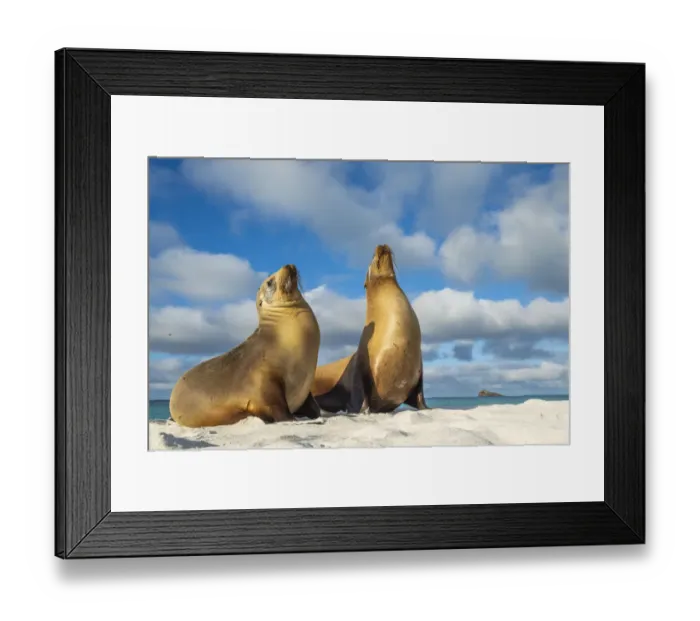 Framed Print : Two Galapagos sea lion (Zalophus wollebaeki) basking in the sun, Espanola Island Framed Print : Two Galapagos sea lion (Zalophus wollebaeki) basking in the sun, Espanola Island