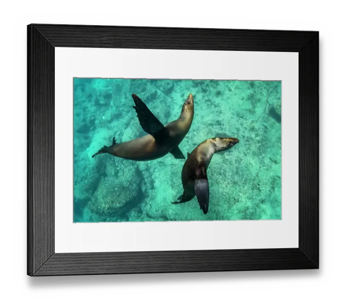 Framed Print : Two Galapagos sea lion (Zalophus wollebaeki) swimming together, San Cristobal Island, Galapagos, South America, Pacific Ocean Framed Print : Two Galapagos sea lion (Zalophus wollebaeki) swimming together, San Cristobal Island, Galapagos, South America, Pacific Ocean