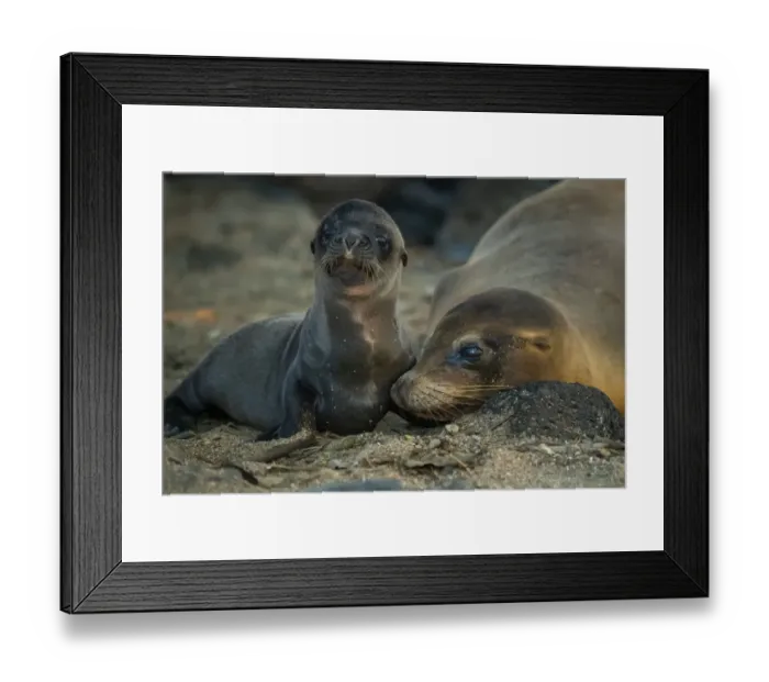 Framed Print : Galapagos sea lion (Zalophus wollebaeki) female with pup, San Cristobal Island, Galapagos Framed Print : Galapagos sea lion (Zalophus wollebaeki) female with pup, San Cristobal Island, Galapagos