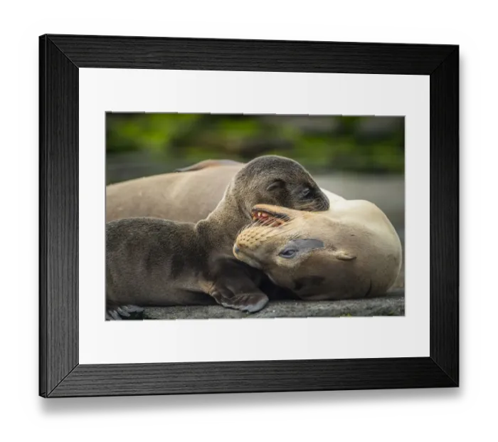 Framed Print : Galapagos sea lion (Zalophus wollebaeki) mother playing with pup, Santiago Island Framed Print : Galapagos sea lion (Zalophus wollebaeki) mother playing with pup, Santiago Island
