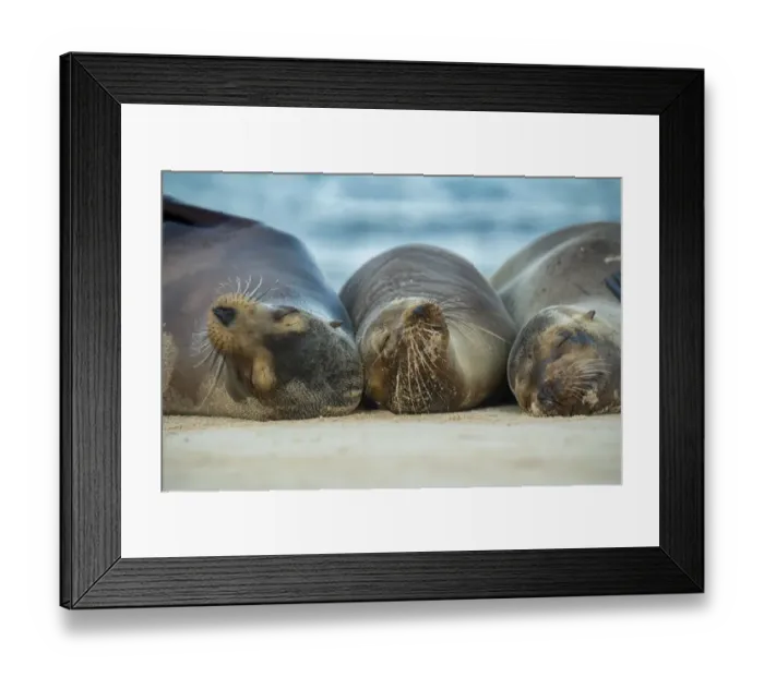 Framed Print : Female Galapagos sea lion (Zalophus wollebaeki), sleeping together, likely to be related Framed Print : Female Galapagos sea lion (Zalophus wollebaeki), sleeping together, likely to be related