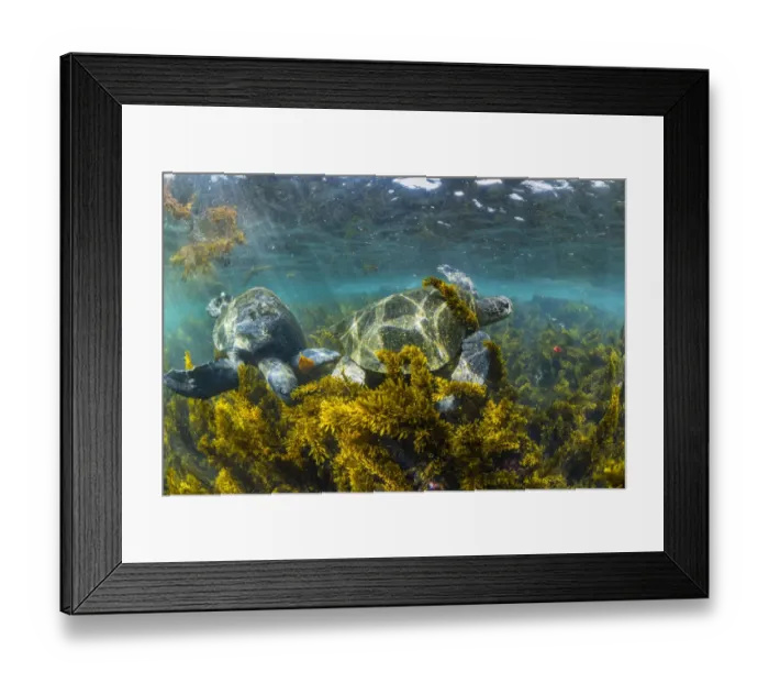 Framed Print : Green turtle (Chelonia mydas) feeding in algae-rich shallows, Isabela Island, Galapagos Framed Print : Green turtle (Chelonia mydas) feeding in algae-rich shallows, Isabela Island, Galapagos