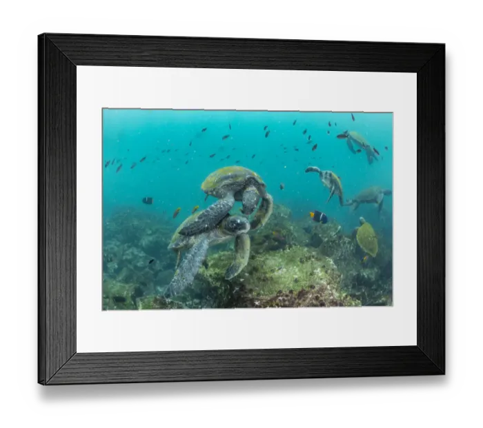 Framed Print : Green turtle (Chelonia mydas) visiting a cleaning station, Galapagos, South America Framed Print : Green turtle (Chelonia mydas) visiting a cleaning station, Galapagos, South America