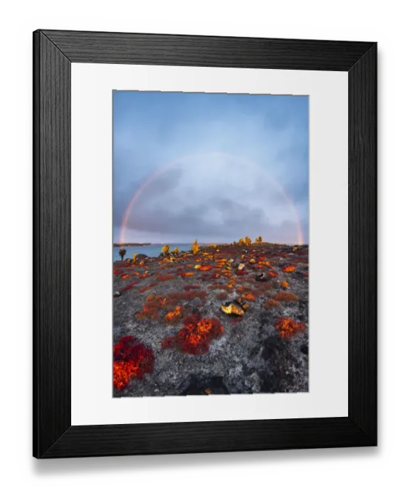 Framed Print : Galapagos carpetweed (Sesuvium edmonstonei) and giant Opuntia (Opuntia sp) Framed Print : Galapagos carpetweed (Sesuvium edmonstonei) and giant Opuntia (Opuntia sp)