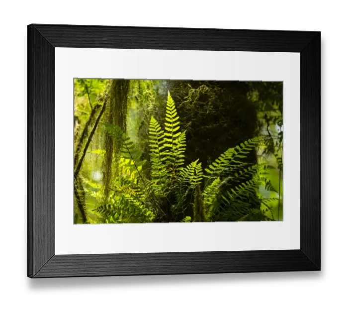 Framed Print : Highland cloud forest with ferns and mosses, Highlands, Santa Cruz Island, Galapagos Framed Print : Highland cloud forest with ferns and mosses, Highlands, Santa Cruz Island, Galapagos