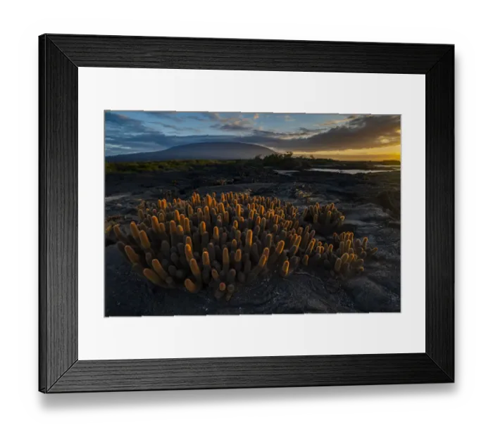 Framed Print : Lava cactus (Brachycereus nesioticus) growing on bare lava, Fernandina Island, Galapagos