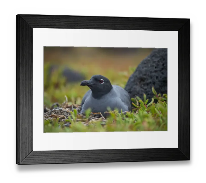 Framed Print : Lava gull (Larus fuliginosus) on nest, Mosquera Islet, Galapagos, South America Framed Print : Lava gull (Larus fuliginosus) on nest, Mosquera Islet, Galapagos, South America