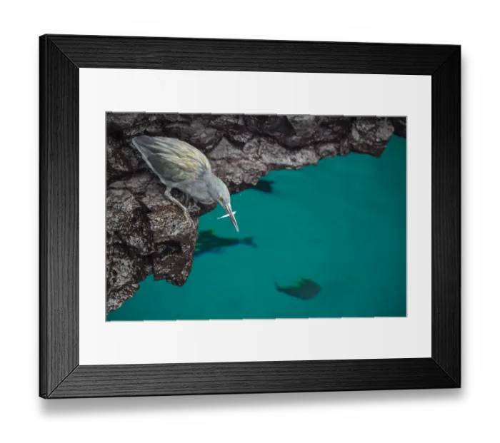Framed Print : Lava heron (Butorides sundevalli), fishing from rocks, Santiago Island, Galapagos Framed Print : Lava heron (Butorides sundevalli), fishing from rocks, Santiago Island, Galapagos