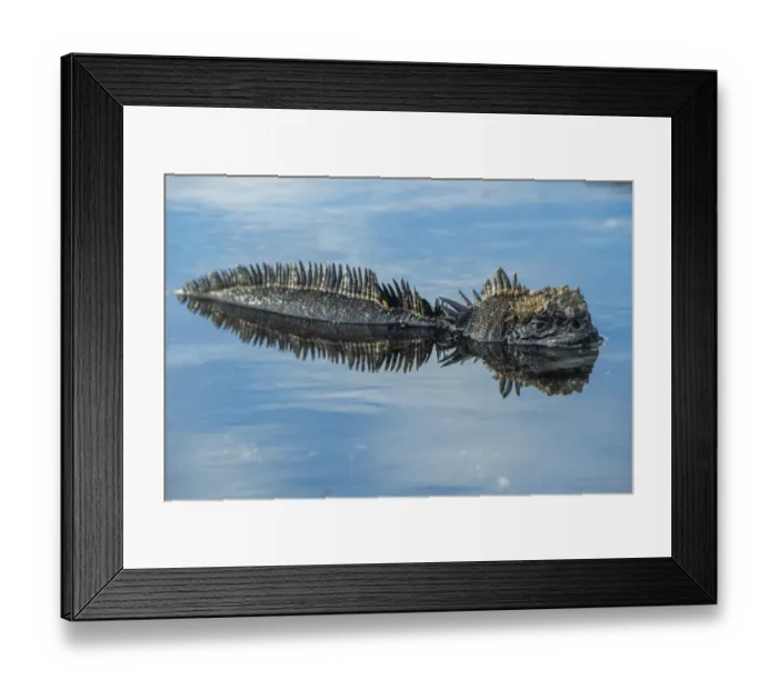 Framed Print : Marine iguana (Amblyrhynchus cristatus) resting in sun-warmed tide pool, Santiago Island Framed Print : Marine iguana (Amblyrhynchus cristatus) resting in sun-warmed tide pool, Santiago Island