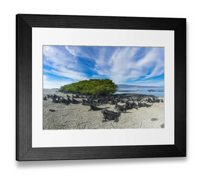 Framed Print : Marine iguana (Amblyrhynchus cristatus) sky-pointing Framed Print : Marine iguana (Amblyrhynchus cristatus) sky-pointing