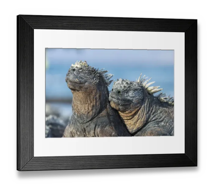 Framed Print : Two Marine iguana (Amblyrhynchus cristatus) side by side, sharing body warmth