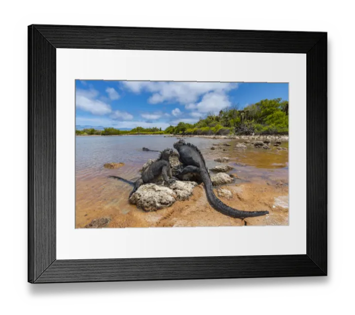 Framed Print : Marine iguana (Amblyrhynchus cristatus) basking in sun-warmed salt pool Framed Print : Marine iguana (Amblyrhynchus cristatus) basking in sun-warmed salt pool
