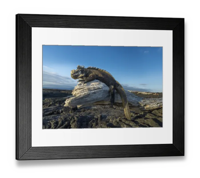 Framed Print : Marine iguana (Amblyrhynchus cristatus) basking on driftwood, Fernandina Island Framed Print : Marine iguana (Amblyrhynchus cristatus) basking on driftwood, Fernandina Island