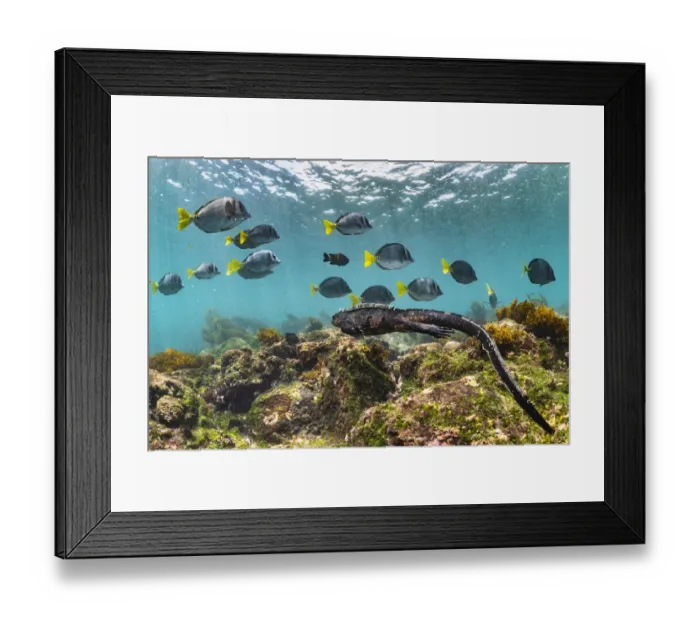Framed Print : Marine iguana (Amblyrhynchus cristatus) swimming back to share food after grazing Ulva Framed Print : Marine iguana (Amblyrhynchus cristatus) swimming back to share food after grazing Ulva