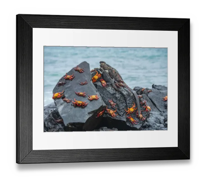 Framed Print : Marine iguana (Amblyrhynchus cristatus) and Sally-lightfoot crabs (Grapsus grapsus) Framed Print : Marine iguana (Amblyrhynchus cristatus) and Sally-lightfoot crabs (Grapsus grapsus)