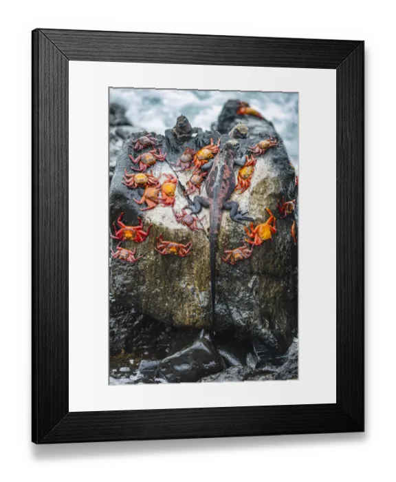 Framed Print : Marine iguana (Amblyrhynchus cristatus) and Sally-lightfoot crabs (Grapsus grapsus) Framed Print : Marine iguana (Amblyrhynchus cristatus) and Sally-lightfoot crabs (Grapsus grapsus)