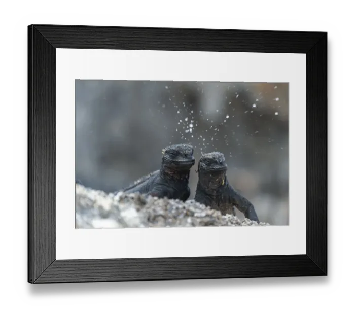 Framed Print : Marine iguana (Amblyrhynchus cristatus), dwarf type, sneezing Framed Print : Marine iguana (Amblyrhynchus cristatus), dwarf type, sneezing