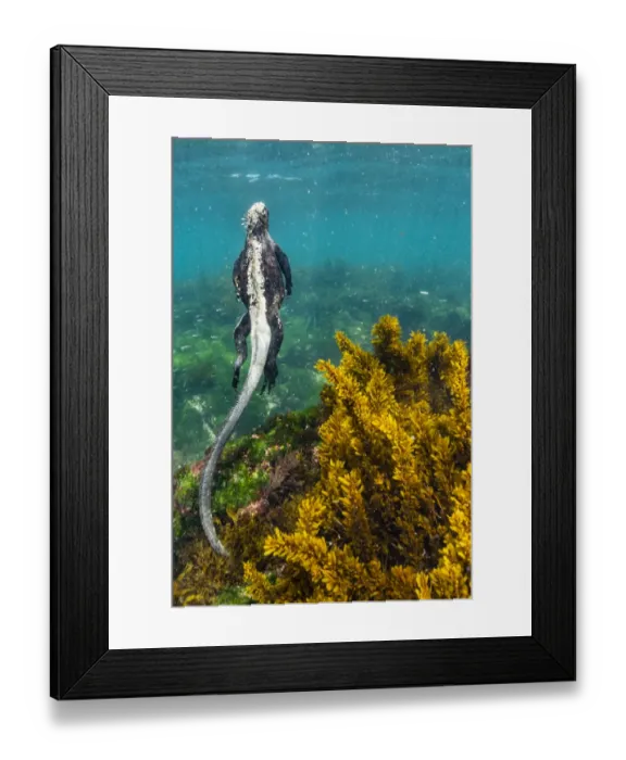 Framed Print : Marine iguana (Amblyrhynchus cristatus) swimming away after feeding, Fernandina Island Framed Print : Marine iguana (Amblyrhynchus cristatus) swimming away after feeding, Fernandina Island