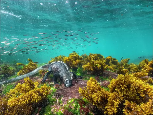 Marine iguana (Amblyrhynchus cristatus), grazing Ulva algae on lava seafloor