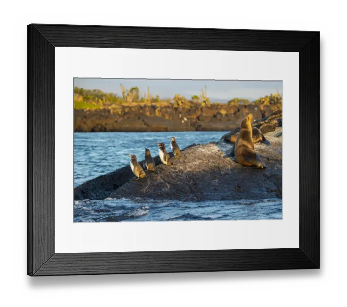 Framed Print : Galapagos penguin (Spheniscus mendiculus), Galapagos sea lion (Zalophus wollebaeki) Framed Print : Galapagos penguin (Spheniscus mendiculus), Galapagos sea lion (Zalophus wollebaeki)