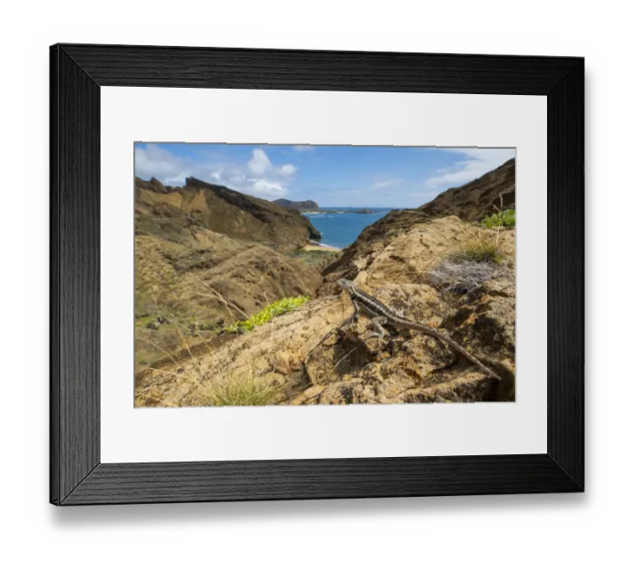 Framed Print : San Cristobal lava lizard (Microlophus bivittatus), San Cristobal Island, Galapagos Framed Print : San Cristobal lava lizard (Microlophus bivittatus), San Cristobal Island, Galapagos