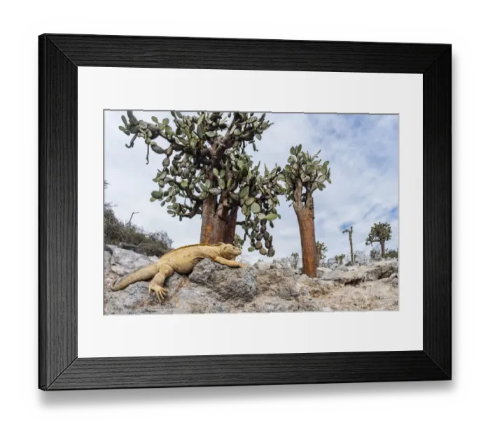 Framed Print : Santa Fe land iguana (Conolophus pallidus) with Giant prickly-pear cactus (Opuntia echios) Framed Print : Santa Fe land iguana (Conolophus pallidus) with Giant prickly-pear cactus (Opuntia echios)