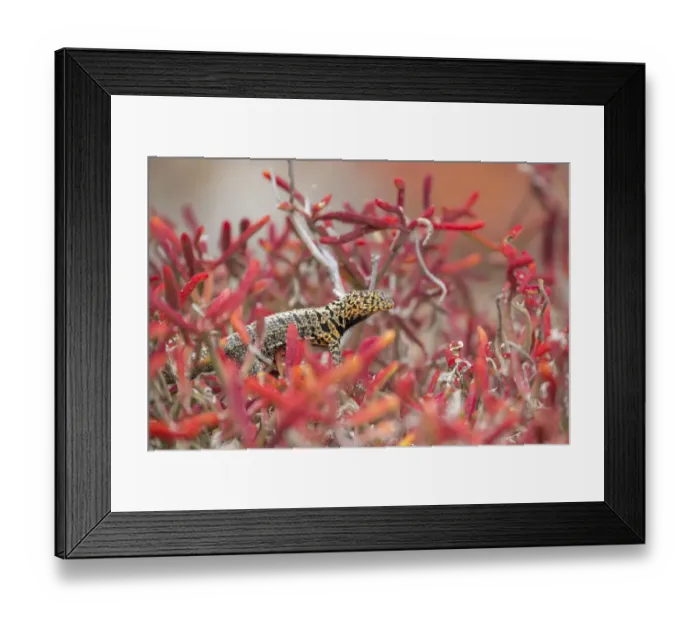 Framed Print : Male Santiago lava-lizard (Microlophus jacobi), among Galapagos carpetweed Framed Print : Male Santiago lava-lizard (Microlophus jacobi), among Galapagos carpetweed