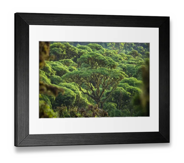 Framed Print : Scalesia pedunculata forest, Los Gemelos, Highlands, Santa Cruz Island, Galapagos Framed Print : Scalesia pedunculata forest, Los Gemelos, Highlands, Santa Cruz Island, Galapagos