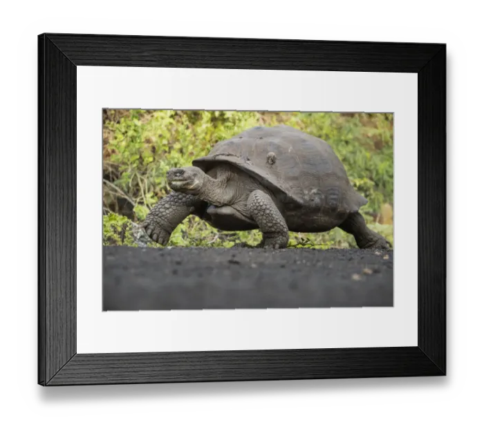Framed Print : Sierra Negra giant tortoise (Chelonoidis guntheri) walking, Isabela Island, Galapagos Framed Print : Sierra Negra giant tortoise (Chelonoidis guntheri) walking, Isabela Island, Galapagos