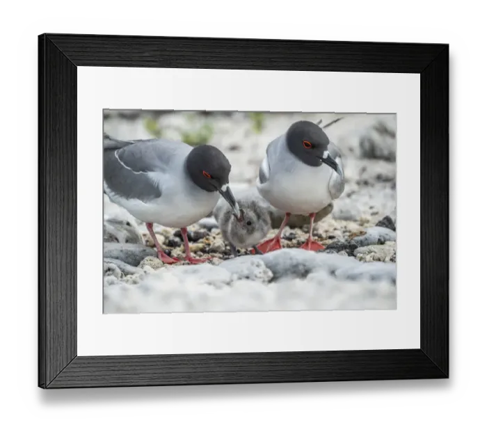 Framed Print : Swallow-tailed gull (Creagrus furcatus), pair guarding small chick, Genovesa Island Framed Print : Swallow-tailed gull (Creagrus furcatus), pair guarding small chick, Genovesa Island