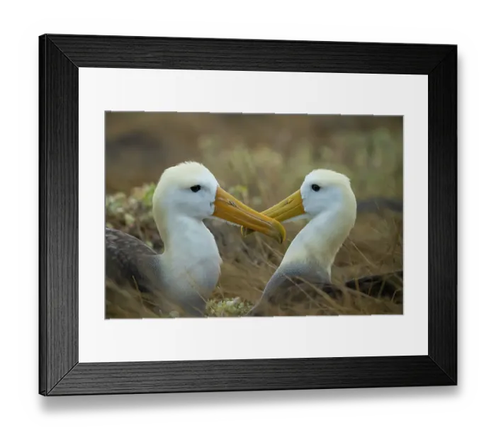 Framed Print : Waved albatross (Phoebastria irrorata), pair, Espanola Island, Galapagos, South America Framed Print : Waved albatross (Phoebastria irrorata), pair, Espanola Island, Galapagos, South America