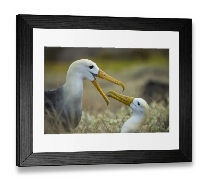 Framed Print : Pair of Waved albatross (Phoebastria irrorata) courtship, Espanola Island, Galapagos Framed Print : Pair of Waved albatross (Phoebastria irrorata) courtship, Espanola Island, Galapagos
