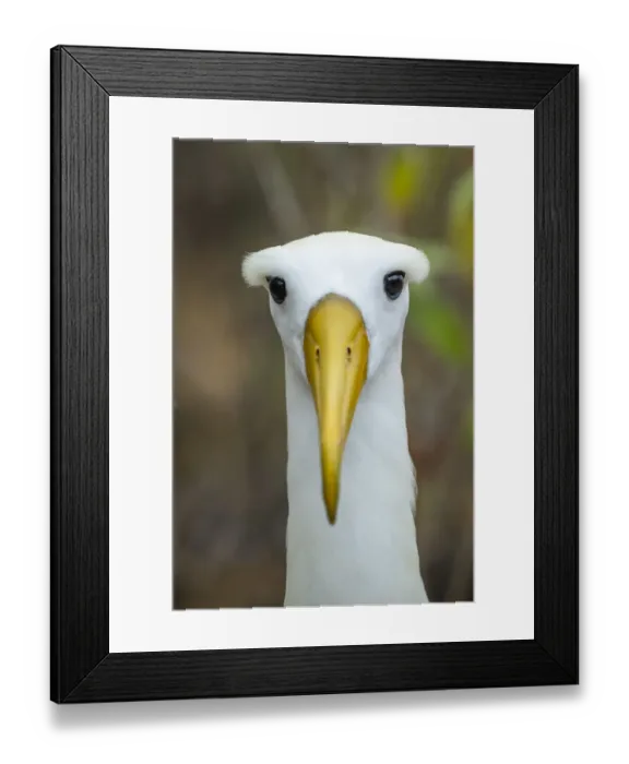 Framed Print : Waved albatross (Phoebastria irrorata) head portrait, Espanola Island, Galapagos Framed Print : Waved albatross (Phoebastria irrorata) head portrait, Espanola Island, Galapagos