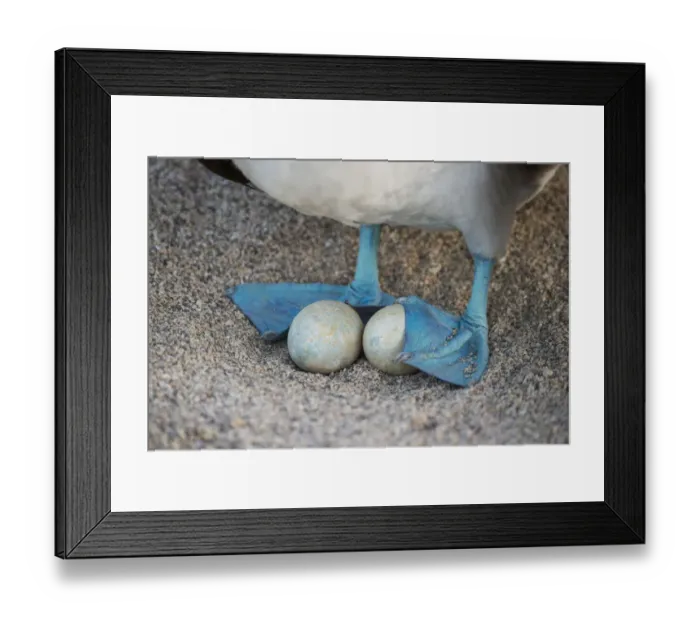 Framed Print : Blue-footed booby (Sula nebouxii), incubating eggs with webbed feet, Seymour Island Framed Print : Blue-footed booby (Sula nebouxii), incubating eggs with webbed feet, Seymour Island