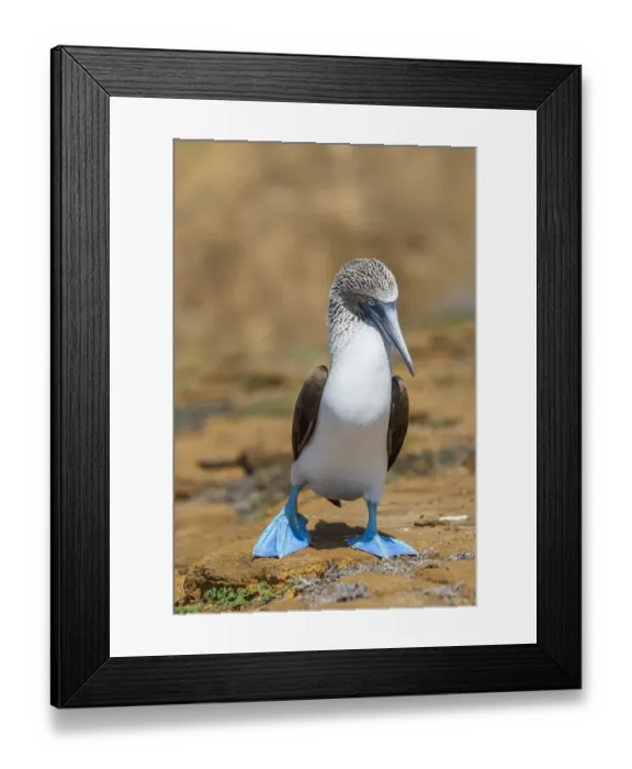 Framed Print : Male Blue-footed booby (Sula nebouxii) walking on sand, San Cristobal Island, Galapagos Framed Print : Male Blue-footed booby (Sula nebouxii) walking on sand, San Cristobal Island, Galapagos