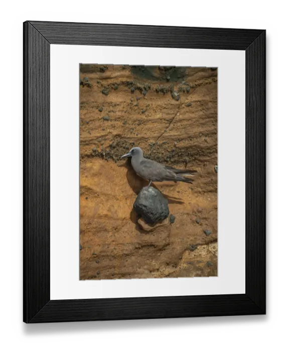 Framed Print : Brown noddy (Anous stolidus) perching on rock face, Isabela Island, Galapagos Framed Print : Brown noddy (Anous stolidus) perching on rock face, Isabela Island, Galapagos