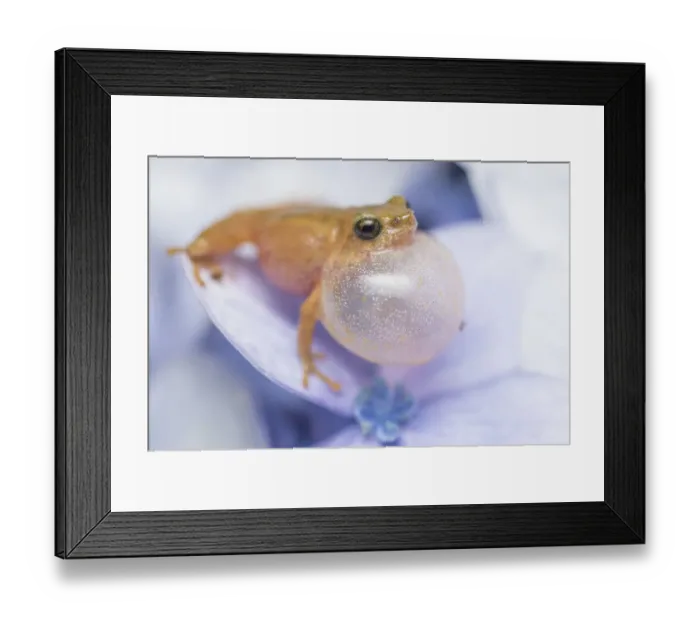 Framed Print : Darjeeling bush frog (Raorchestes Annandalii) croaking, sitting on a petal, Kalimpong