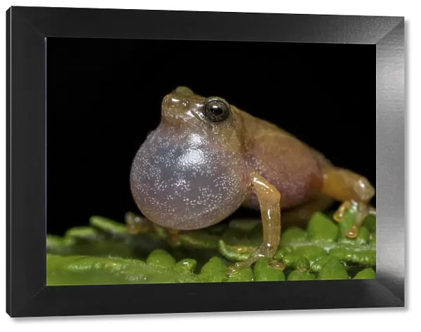Darjeeling bush frog (Raorchestes Annandalii) croaking, showing inflated vocal sac