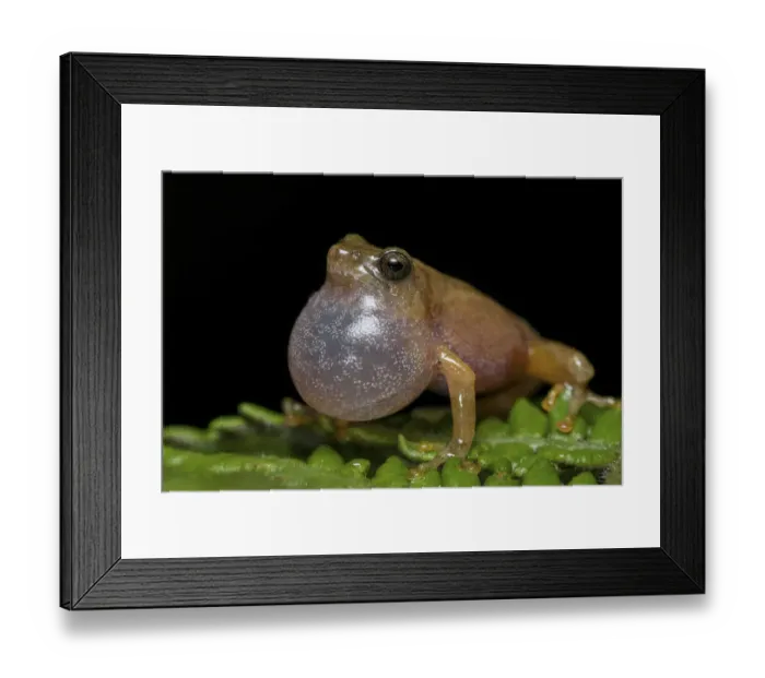 Framed Print : Darjeeling bush frog (Raorchestes Annandalii) croaking, showing inflated vocal sac