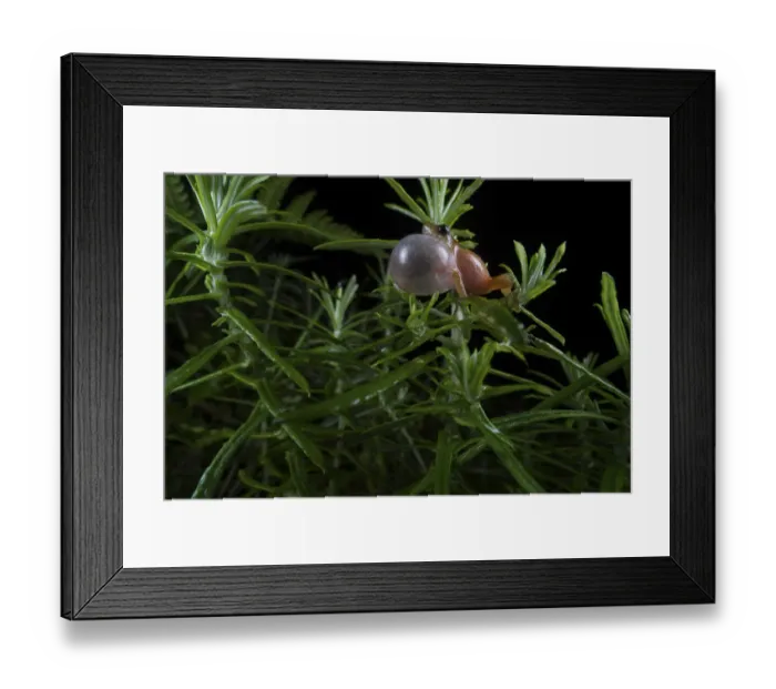 Framed Print : Darjeeling bush frog (Raorchestes Annandalii) croaking, sitting on a leaf, Kalimpong Framed Print : Darjeeling bush frog (Raorchestes Annandalii) croaking, sitting on a leaf, Kalimpong