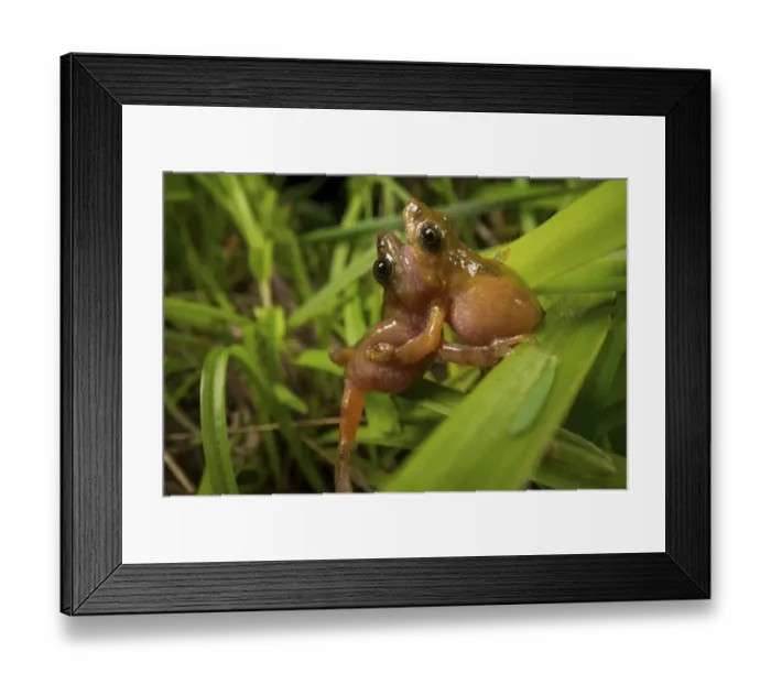 Framed Print : Two male Darjeeling bush frogs (Raorchestes Annandalii) fighting over territory Framed Print : Two male Darjeeling bush frogs (Raorchestes Annandalii) fighting over territory