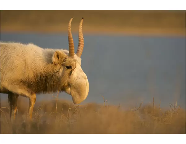 Male Saiga antelope (Saiga tatarica) in winter, The Black Lands National Park