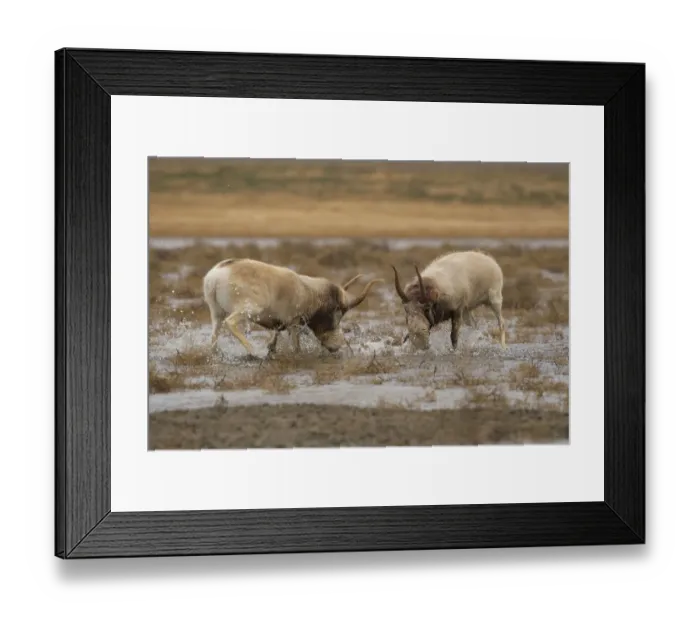Framed Print : Male Saiga antelope (Saiga tatarica) rutting in winter, The Black Lands Framed Print : Male Saiga antelope (Saiga tatarica) rutting in winter, The Black Lands
