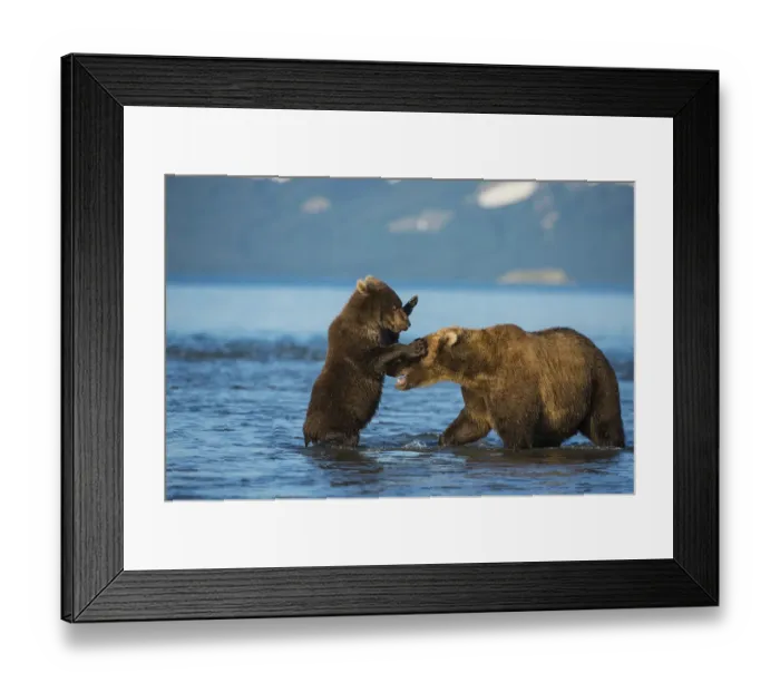 Framed Print : Female Brown bear (Ursus arctos) with cub playing in lake Kuril, Kronotsky Nature Reserve Framed Print : Female Brown bear (Ursus arctos) with cub playing in lake Kuril, Kronotsky Nature Reserve