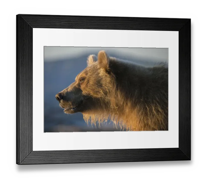 Framed Print : Brown bear (Ursus arctos), portrait, Kronotsky Nature Reserve, Kamchatka, Russia Framed Print : Brown bear (Ursus arctos), portrait, Kronotsky Nature Reserve, Kamchatka, Russia