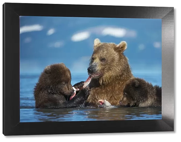 Female Brown bear (Ursus arctos) with two cubs, eating fish in lake Kuril